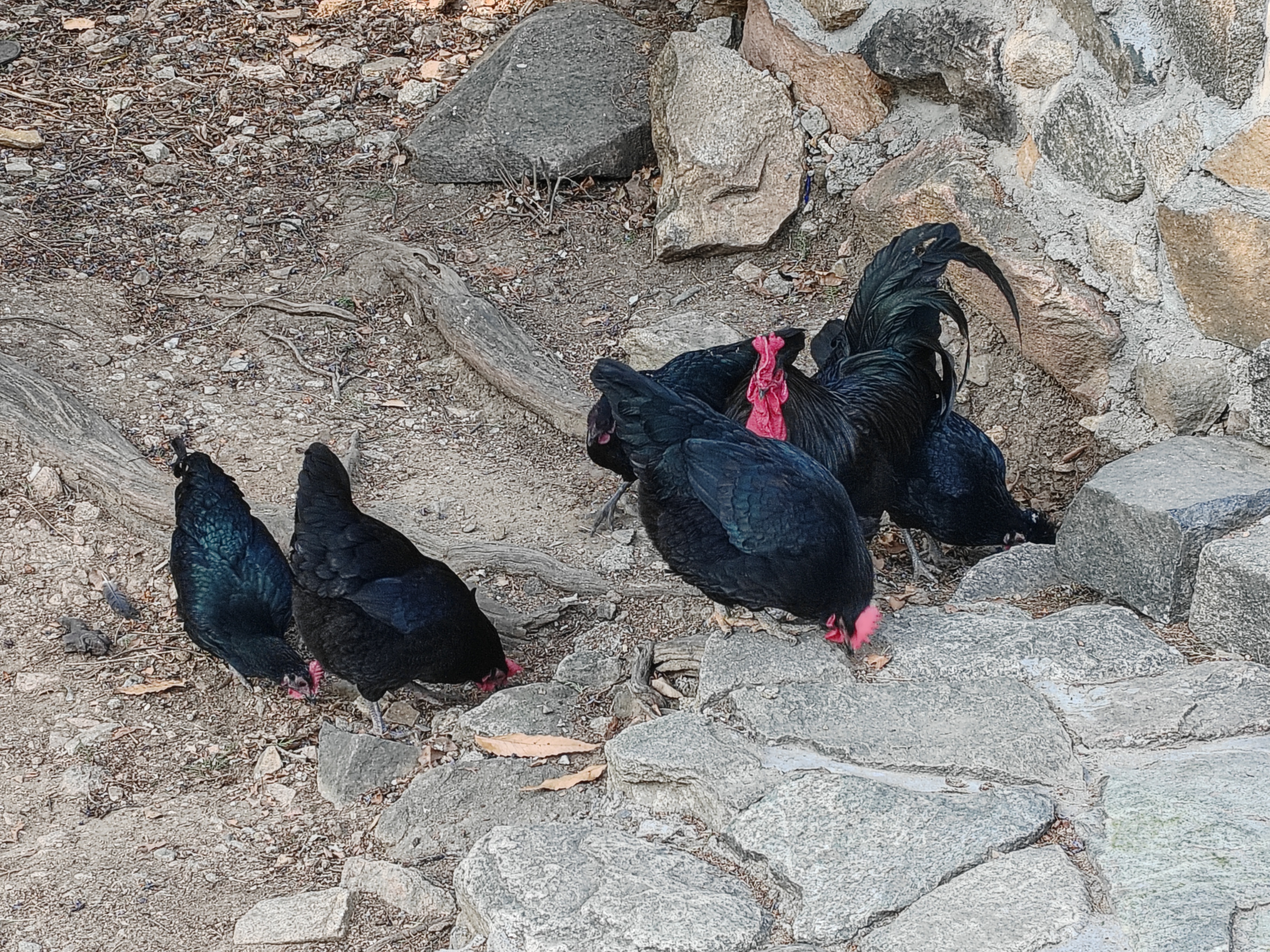 泰山走地大黑鸡